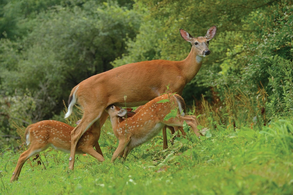 reducing fawn mortality